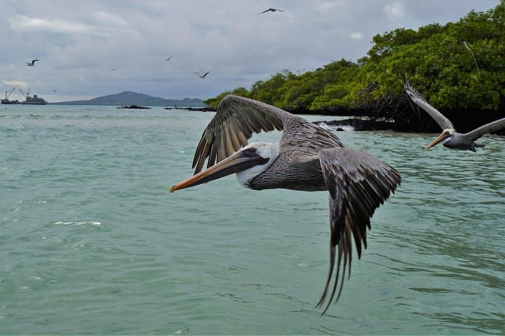 Best of Galapagos: 7-Day Island-Hopping Snorkel & Sierra Negra Hike photo 5