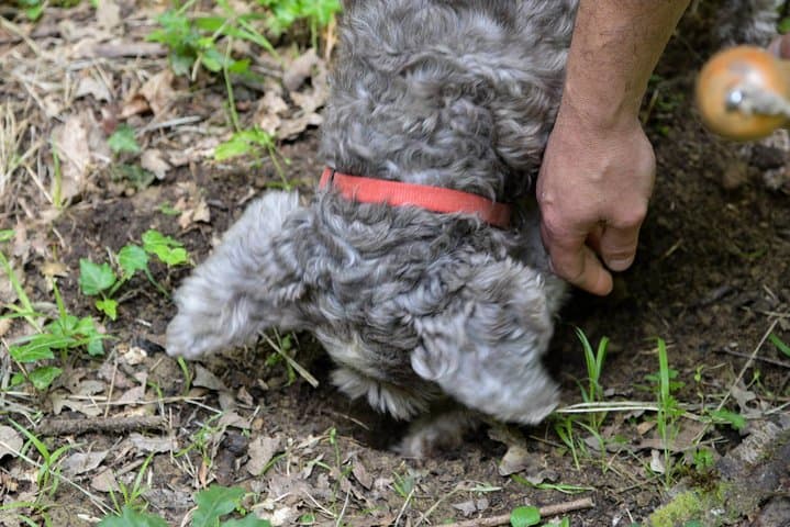Private Truffle Hunt in Chianti from Florence — Dog-Led Foraging & Tuscan Lunch photo 2