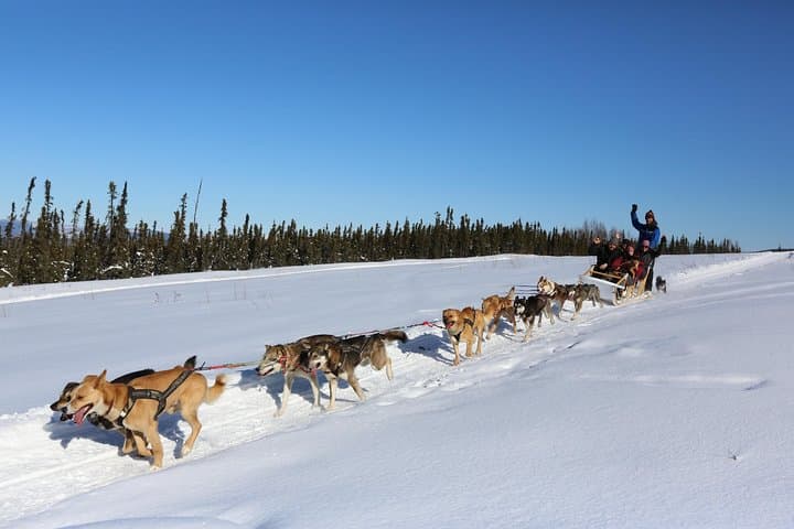 1-Hour Winter Dog Sledding in Fairbanks: Authentic Alaskan Mushing Experience