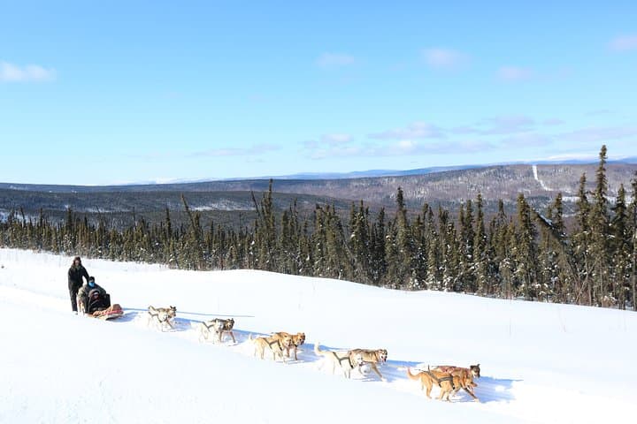 1-Hour Winter Dog Sledding in Fairbanks: Authentic Alaskan Mushing Experience photo 3