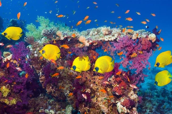 Hurghada Full-Day Diving Tour: Two Dives, Lunch & Hotel Pickup photo 6