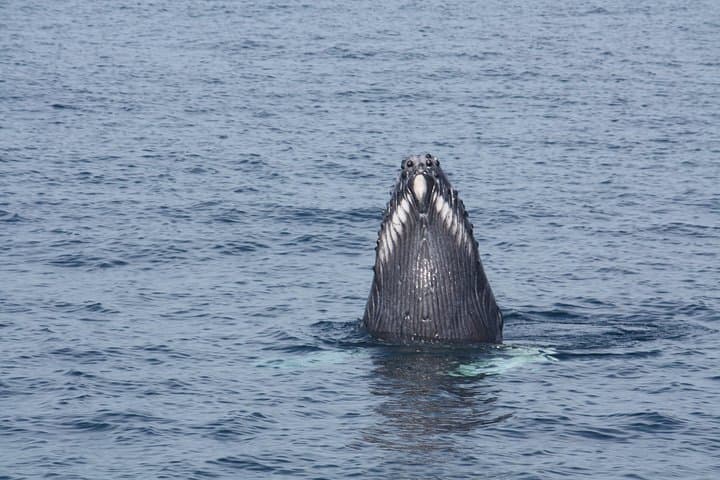 Whale Encounter Puerto Vallarta: Small-Boat Marine Mammal Tour in Banderas Bay photo 6