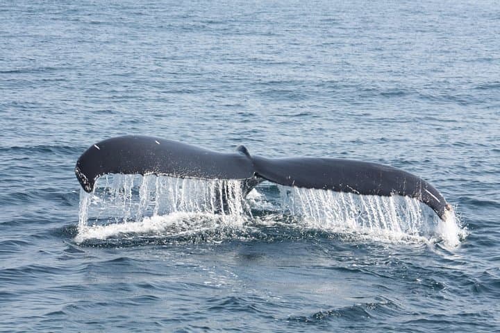 Whale Encounter Puerto Vallarta: Small-Boat Marine Mammal Tour in Banderas Bay photo 3