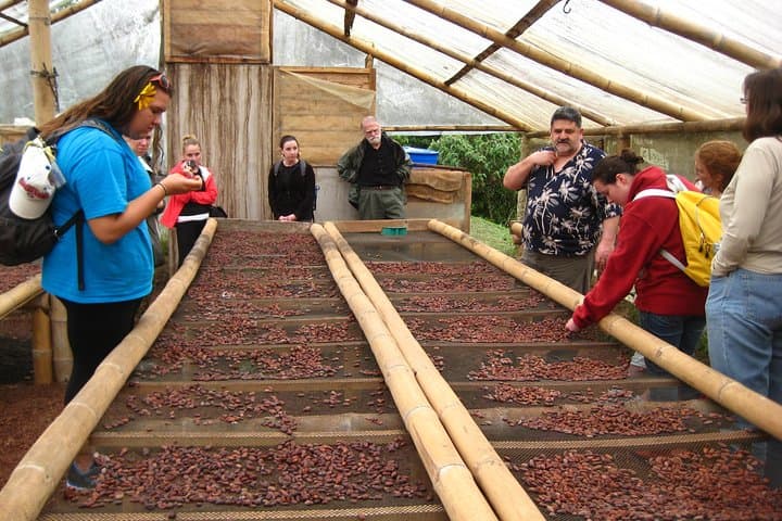 Mindo Cloud Forest Private Tour & Yumbos Chocolate Factory — Birdwatching from Quito photo 4