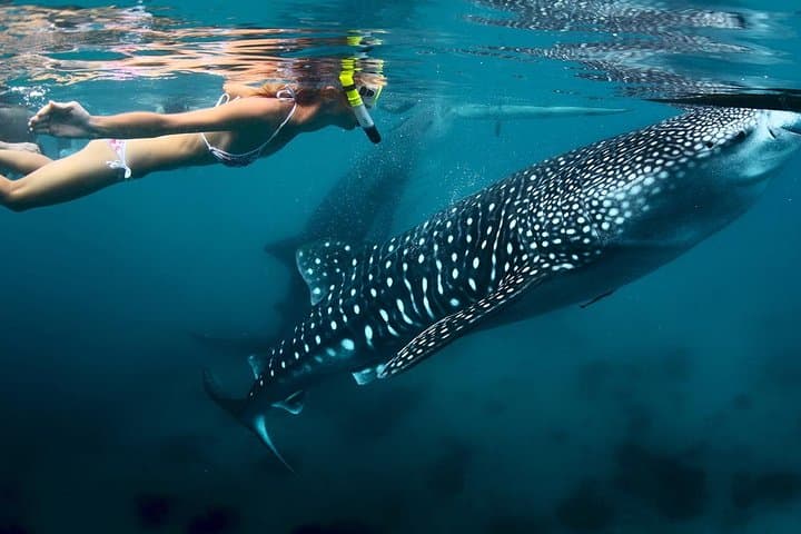 Oslob Whale Shark Watching, Aguinid Falls & Sumilon Island Day Trip from Cebu