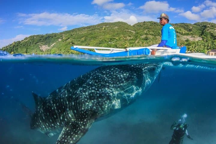 Oslob Whale Shark Watching, Aguinid Falls & Sumilon Island Day Trip from Cebu photo 3