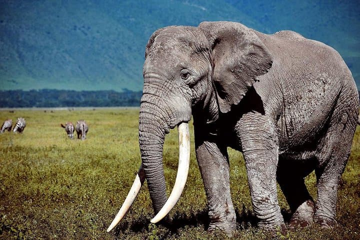 6-Day Mid-Range Safari: Tarangire, Lake Manyara, Serengeti & Ngorongoro photo 3
