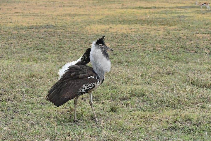 6-Day Mid-Range Safari: Tarangire, Lake Manyara, Serengeti & Ngorongoro photo 4