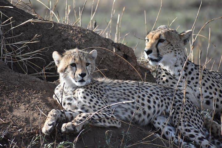 6-Day Mid-Range Safari: Tarangire, Lake Manyara, Serengeti & Ngorongoro photo 2