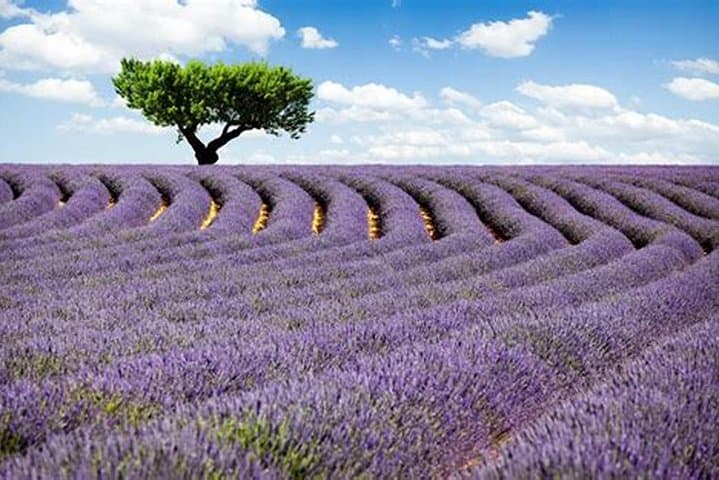 Gorges du Verdon and Lavender Fields Day Tour from Nice photo 3