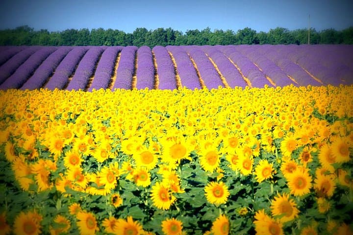 Gorges du Verdon and Lavender Fields Day Tour from Nice photo 4