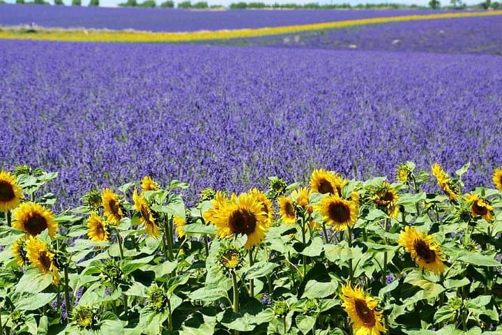 Gorges du Verdon and Lavender Fields Day Tour from Nice photo 6