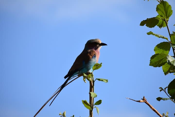 8-Day Ngorongoro & Serengeti Short-Grass Plains Migration Safari (Dec–Mar) photo 2