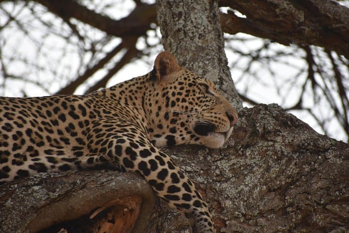 8-Day Ngorongoro & Serengeti Short-Grass Plains Migration Safari (Dec–Mar) photo 3
