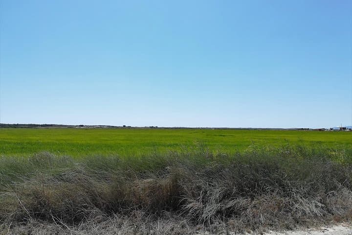 Comporta & the Sado Estuary: A Day Along the Alentejo Coast from Lisbon photo 5