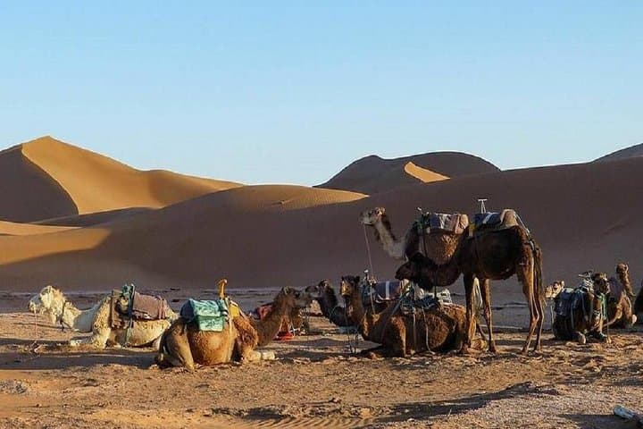 Desert Escape: 2-Day Private Tour from Marrakech to Draa Valley with Camel Trek photo 6