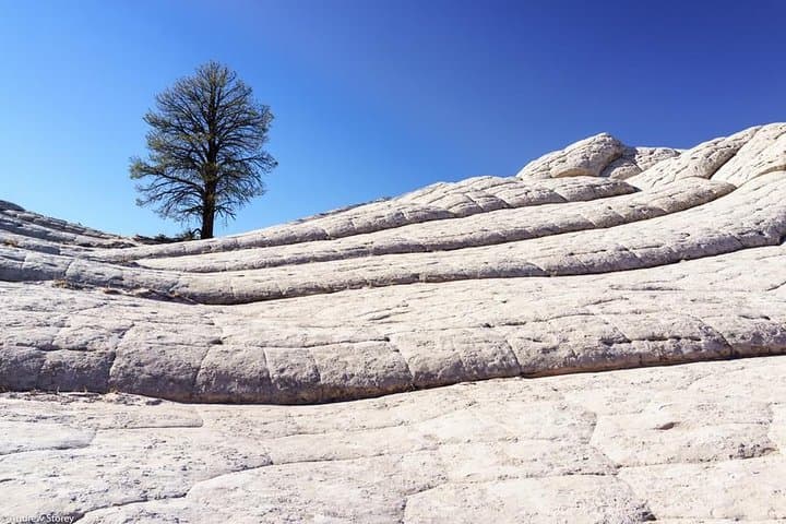 Exploring White Pocket: A Private Vermilion Tour to Arizona's Otherworldly Sandstone photo 5