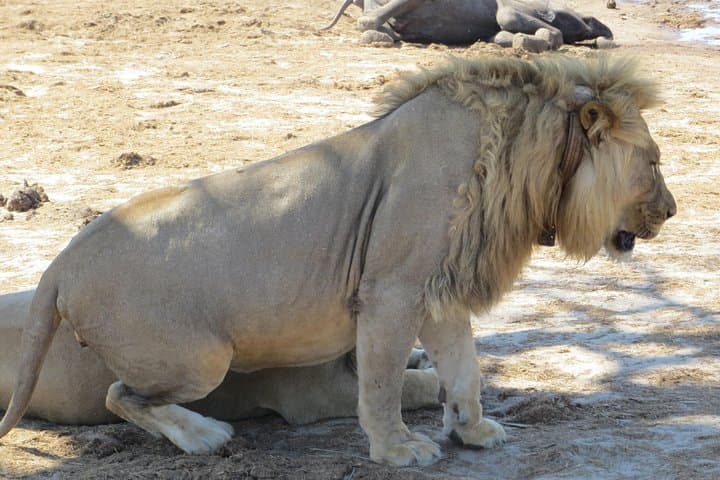 Hwange 2-Night Bush Camping Safari — Intimate Big Five Encounters in Hwange National Park