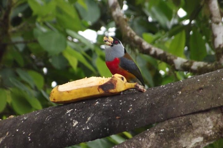 Mindo Cloud Forest Private Day Trip from Quito — Hummingbirds, Orchids & Canopy photo 2