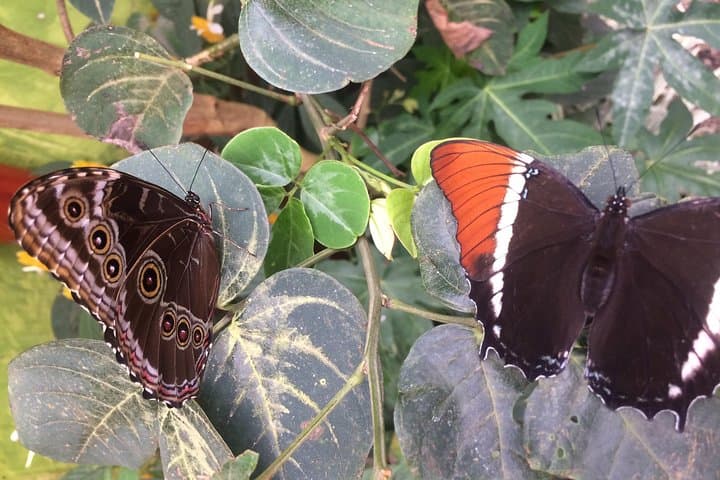 Mindo Cloud Forest Private Day Trip from Quito — Hummingbirds, Orchids & Canopy photo 5
