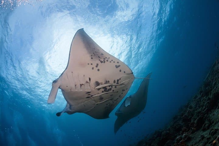 Night Snorkel at Manta Ray Village: Guaranteed Kona Manta Experience photo 2