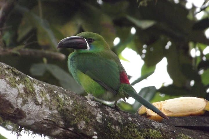 Mindo Cloud Forest Private Day Trip from Quito — Hummingbirds, Orchids & Canopy