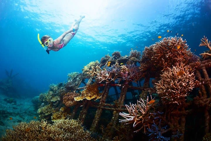 Snorkel Amed Bali: Black-Sand Reefs with Mount Agung Views photo 5