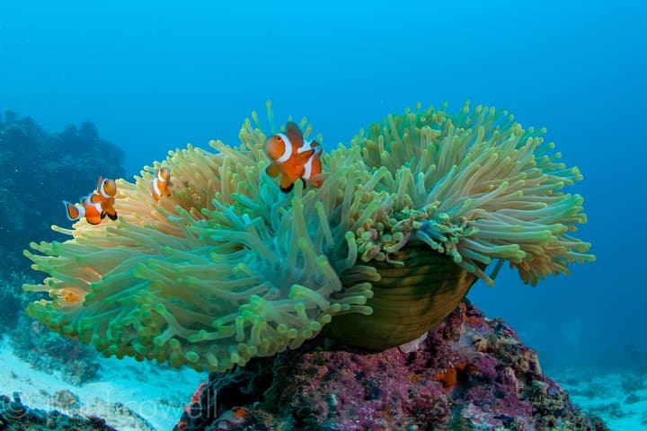 2-Day Scuba Diver Course in Mactan — Learn to Dive in Cebu photo 4