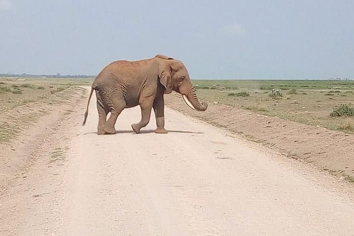 Masai Mara Full-Day Safari from Nairobi — Big Five Game Drive photo 6