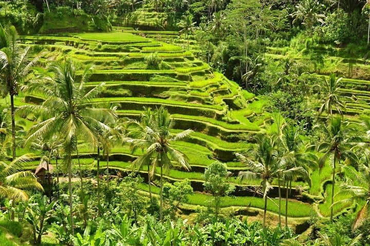 Bali Blessing Tour: Tirta Empul Purification and Mount Batur Lunch from Ubud photo 3