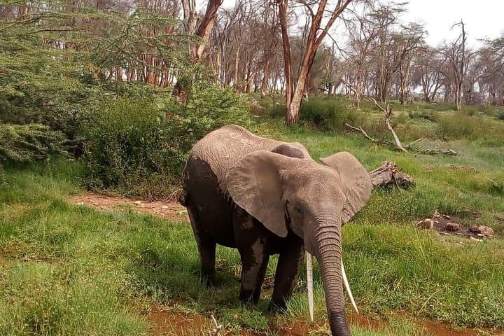 4-Day Lake Manyara Serengeti Ngorongoro Safari from Arusha photo 2