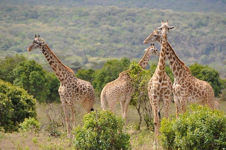 Budget 5-Day Tanzania Safari: Tarangire, Serengeti, Ngorongoro & Lake Manyara photo 2