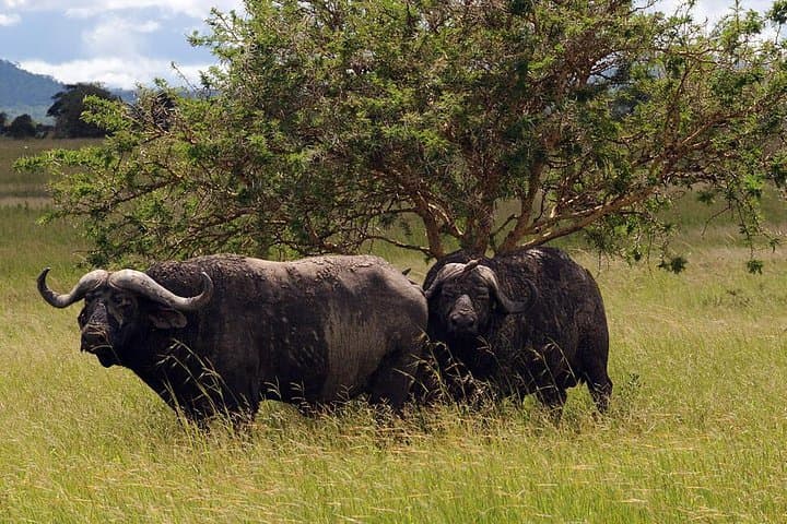 Tarangire Day Safari from Arusha: Elephants, Baobabs & River Game Drives