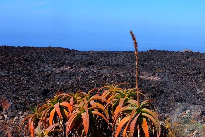 Explore Cueva de Las Palomas: 2-Hour Speleology Tour on La Palma photo 5