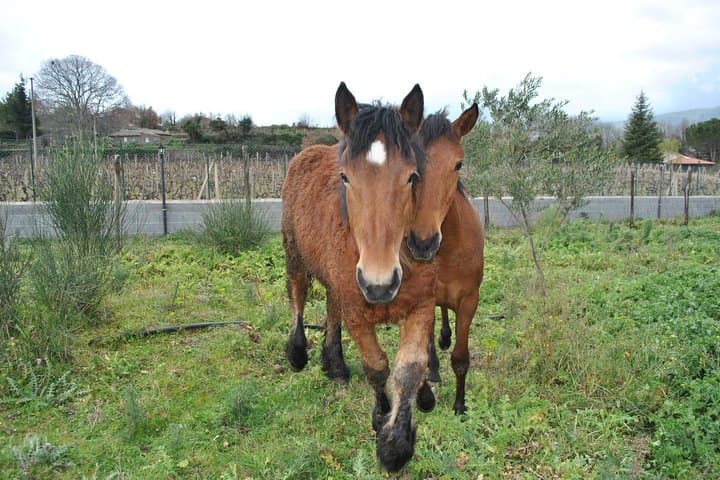 Private Horseback Riding on Mount Etna with Traditional Sicilian Lunch photo 4