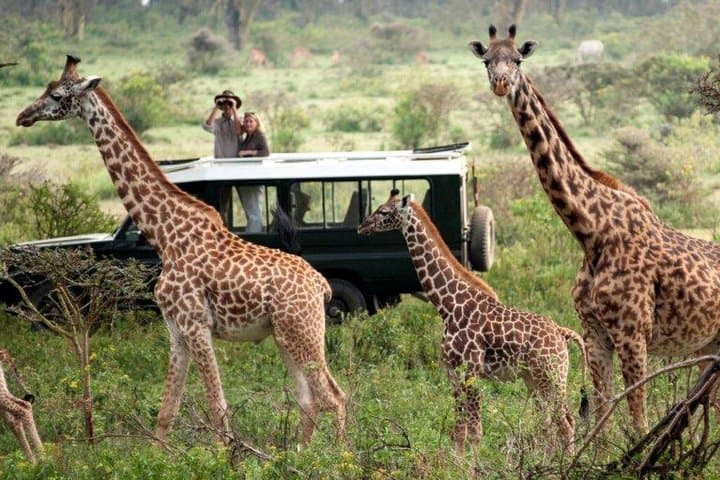 Lake Nakuru Day Safari and Naivasha Boat Ride: Private Tour from Nairobi photo 4