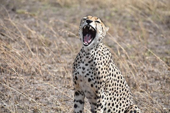 6-Day Classic Camping Safari: Tarangire, Manyara, Serengeti & Ngorongoro photo 2