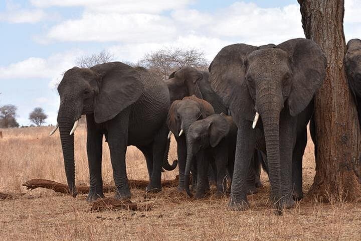 6-Day Classic Camping Safari: Tarangire, Manyara, Serengeti & Ngorongoro photo 3