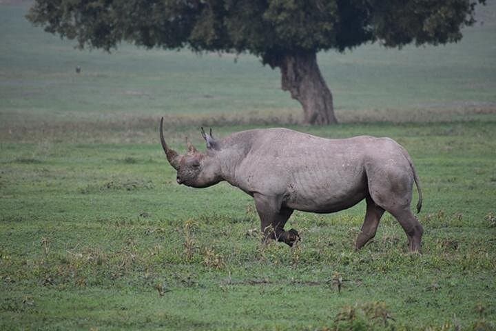 6-Day Classic Camping Safari: Tarangire, Manyara, Serengeti & Ngorongoro photo 4