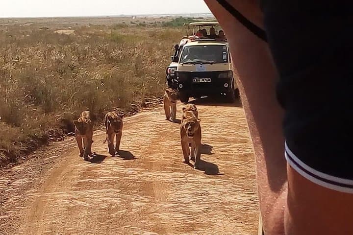 Explore Nairobi National Park: Half-Day Game Drive from the City