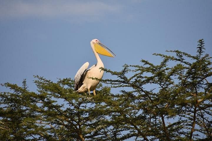7-Day Great Migration Safari: Mara River Crossing, Ngorongoro & Lake Manyara photo 2