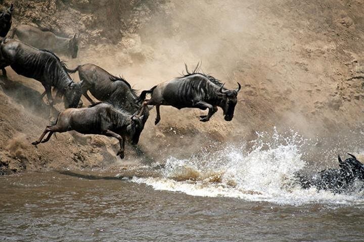 7-Day Great Migration Safari: Mara River Crossing, Ngorongoro & Lake Manyara photo 3