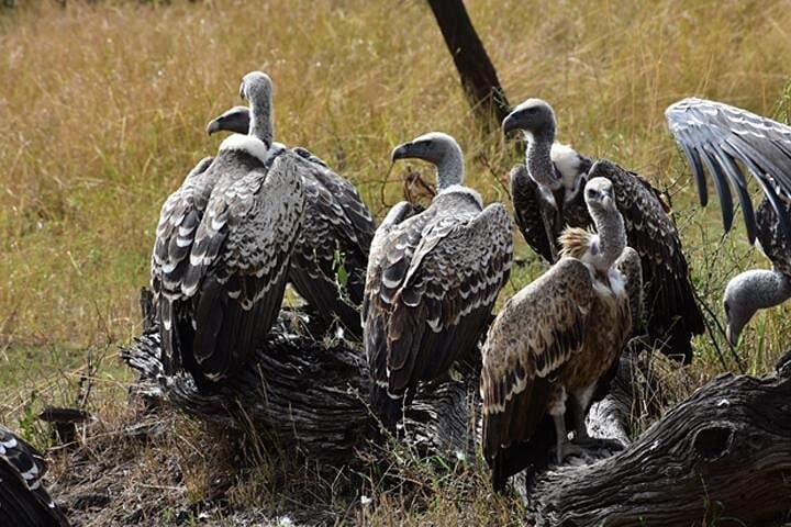 7-Day Great Migration Safari: Mara River Crossing, Ngorongoro & Lake Manyara photo 4