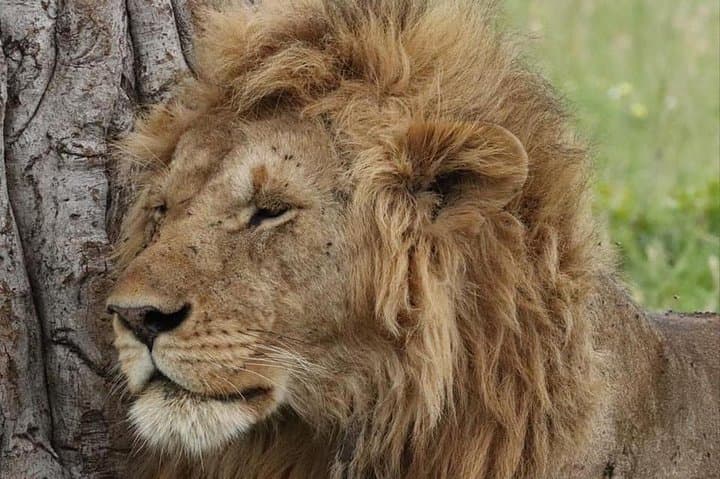 Maasai Mara 3-Day Animal Migration Safari: Wildebeest, Big Five & Mara River photo 3