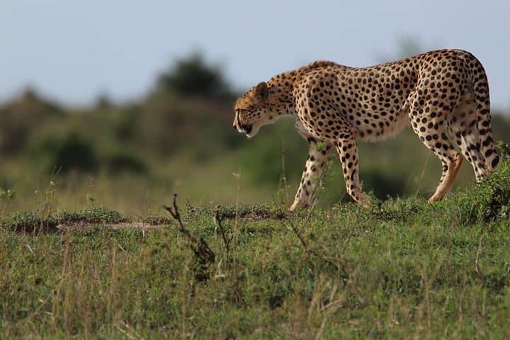 Maasai Mara 3-Day Animal Migration Safari: Wildebeest, Big Five & Mara River photo 5