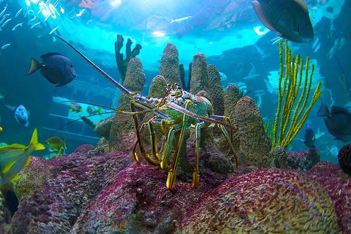 Exploring the Florida Keys: A Full-Day Road Trip from Key West with Aquarium Encounters photo 3