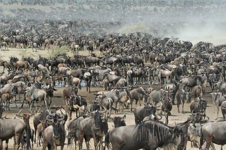 On the Track of Giants: 5-Day Safari through Serengeti, Ngorongoro, Lake Manyara & Tarangire