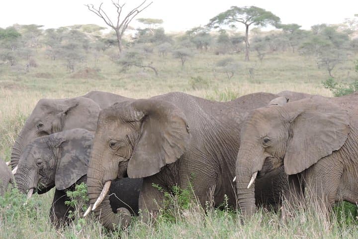 8-Day Kenya & Tanzania Private Lodging Safari: Masai Mara to Ngorongoro photo 3