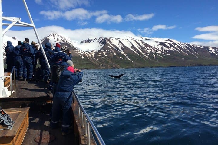 6-Day Iceland Ring Road Adventure from Reykjavik — Glacier Hikes, Waterfalls & Whale Watching photo 5