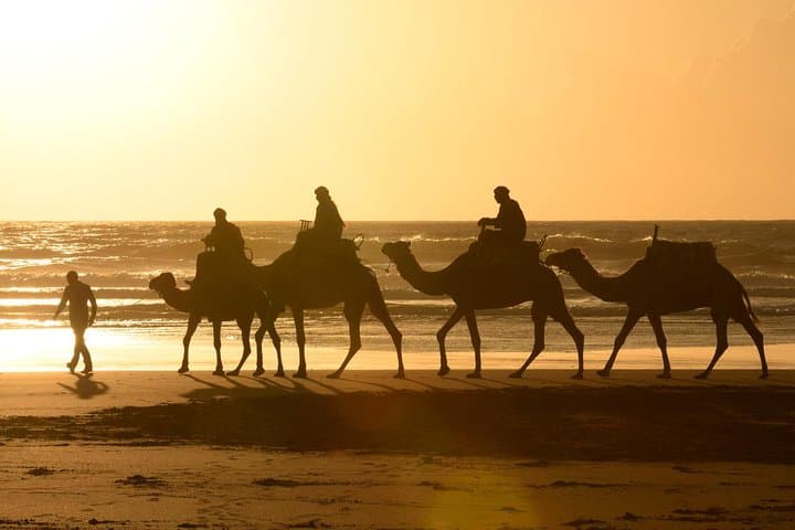 Essaouira Beach Camel Ride: 2-Hour Dunes, Forest & Atlantic Coast photo 3